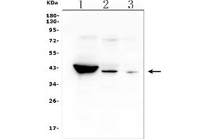 Western blot analysis of HSD3B1 using anti-HSD3B1 antibody (ABIN7600266).