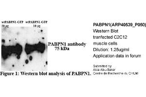 Western Blotting (WB) image for anti-Poly A Binding Protein Nuclear 1 (PABPN1) (N-Term) antibody (ABIN2778908) (PABPN1 Antikörper  (N-Term))