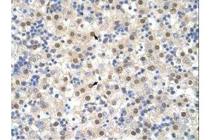 Image no. 3 for anti-TAR DNA Binding Protein (TARDBP) (N-Term) antibody (ABIN202468) (TARDBP Antikörper  (N-Term))