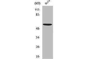 Western Blot analysis of HeLa cells using USP30 Polyclonal Antibody (USP3 Antikörper  (N-Term))