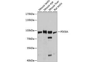 Western blot analysis of extracts of various cell lines, using PDE8A antibody (ABIN6132614, ABIN6145368, ABIN6145369 and ABIN6215780) at 1:3000 dilution. (PDE8A Antikörper  (AA 1-120))