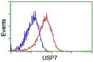 Image no. 2 for anti-Ubiquitin Specific Peptidase 7 (Herpes Virus-Associated) (USP7) antibody (ABIN1498592) (USP7 Antikörper)