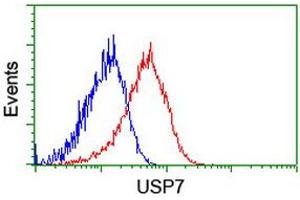 Image no. 2 for anti-Ubiquitin Specific Peptidase 7 (Herpes Virus-Associated) (USP7) antibody (ABIN1498592) (USP7 Antikörper)