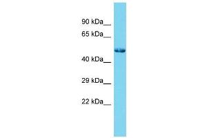 Host:  Rabbit  Target Name:  Sp7  Sample Type:  Rat Testis lysates  Antibody Dilution:  1. (SP7 Antikörper  (N-Term))