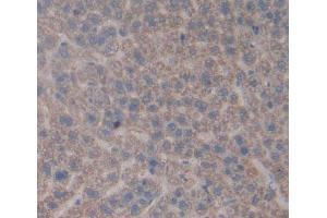 IHC-P analysis of Rat Tissue, with DAB staining. (CA5A Antikörper  (AA 12-219))