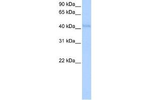 WB Suggested Anti-KLHDC5 Antibody Titration:  0. (KLHDC5 Antikörper  (N-Term))