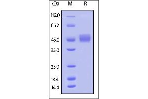 Biotinylated Human B7-1, Avitag,His Tag (recommended for biopanning) on  under reducing (R) condition.