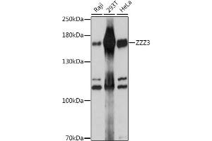 Western blot analysis of extracts of various cell lines, using ZZZ3 antibody (ABIN7271564) at 1:1000 dilution. (ZZZ3 Antikörper)
