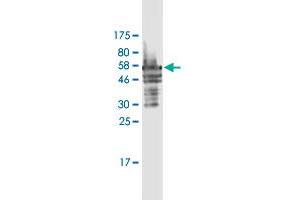 Western Blot detection against Immunogen (54. (FRG1 Antikörper  (AA 1-258))