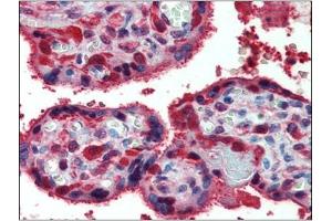 Immunohistochemistry: Human Placenta: Formalin-Fixed, Paraffin-Embedded (FFPE) (Peroxiredoxin 1 Antikörper  (Internal Region))