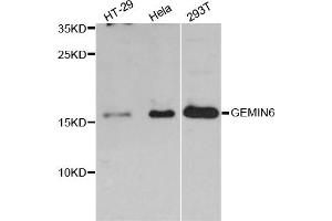 Western blot analysis of extracts of various cell lines, using GEMIN6 antibody. (GEMIN6 Antikörper)