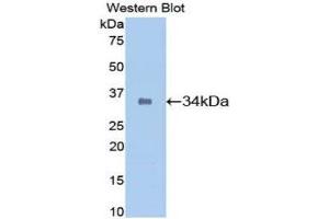 Western Blotting (WB) image for anti-Secreted Protein, Acidic, Cysteine-Rich (Osteonectin) (SPARC) (AA 18-302) antibody (ABIN1078416)