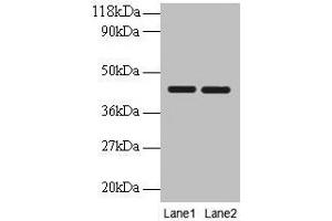 Western blot All lanes: BSG antibody at 2 μg/mL Lane 1: EC109 whole cell lysate Lane 2: 293T whole cell lysate Secondary Goat polyclonal to rabbit IgG at 1/10000 dilution Predicted band size: 43, 30, 20, 23 kDa Observed band size: 43 kDa (CD147 Antikörper  (AA 138-321))