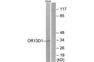 Western blot analysis of extracts from RAW264. (OR13D1 Antikörper  (AA 231-280))
