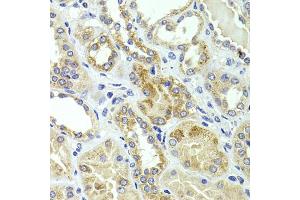 Immunohistochemistry of paraffin-embedded human kidney using HMGCL antibody (ABIN5975709) at dilution of 1/100 (40x lens).