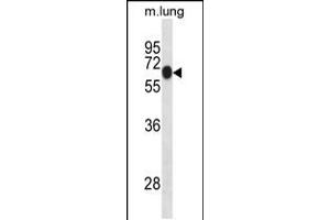 Western blot analysis in mouse lung tissue lysates (35ug/lane). (DYRK1B Antikörper  (AA 376-403))