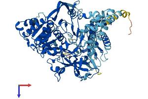 ACSL4 Protein (AA 1-711) (His tag)