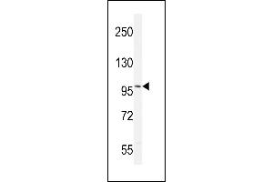 ANDR (ABIN389077 and ABIN2850530) western blot analysis in mouse brain tissue lysates (35 μg/lane). (Androgen Receptor Antikörper  (AA 365-392))