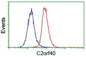 Image no. 2 for anti-Chromosome 2 Open Reading Frame 40 (C2orf40) antibody (ABIN1497048) (C2orf40 Antikörper)