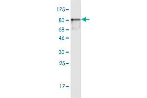Western Blotting (WB) image for anti-Hexosaminidase A (HEXA) (AA 1-529) antibody (ABIN516401)