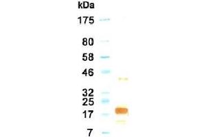 Western Blotting (WB) image for anti-Interleukin 11 (IL11) antibody (ABIN933586) (IL-11 Antikörper)