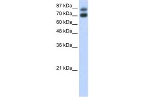 Western Blotting (WB) image for anti-Heterogeneous Nuclear Ribonucleoprotein U-Like 1 (HNRNPUL1) antibody (ABIN2462236) (HNRNPUL1 Antikörper)