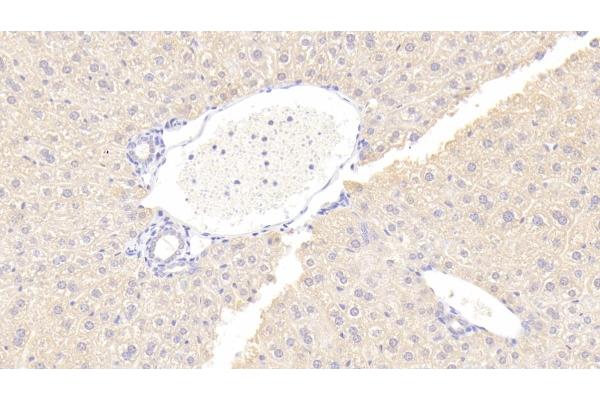Osteoprotegerin Antikörper  (AA 22-281)