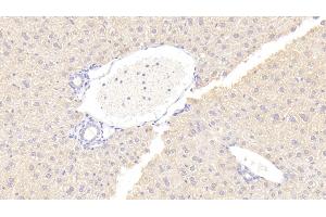 Detection of OPG in Mouse Liver Tissue using Polyclonal Antibody to Osteoprotegerin (OPG) (Osteoprotegerin Antikörper  (AA 22-281))