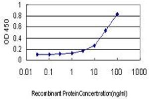 Detection limit for recombinant GST tagged PHKG1 is approximately 1ng/ml as a capture antibody. (PHKG1 Antikörper  (AA 1-387))