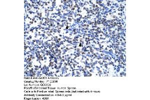 Human Spleen (GCM1 Antikörper  (N-Term))