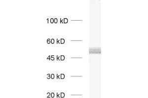 dilution: 1 : 1000, sample: rat brain homogenate (PACSIN1 Antikörper  (AA 293-384))