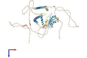 PBXIP1 Protein (AA 1-731) (His tag)