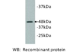 Image no. 1 for anti-Kinase D-Interacting Substrate, 220kDa (KIDINS220) antibody (ABIN1112816) (KIDINS220 Antikörper)