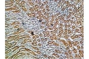 Expression of Na+/K+ ATPase α1 (ATP1A1) in rat kidney - Immunohistochemical staining of paraffin embedded rat kidney sections using Anti-Alpha 1 Na+/K+ ATPase Antibody (ABIN7043659, ABIN7044637 and ABIN7044638), (1:200). (ATP1A1 Antikörper  (Intracellular))