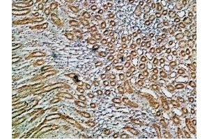Expression of Na+/K+ ATPase α1 (ATP1A1) in rat kidney - Immunohistochemical staining of paraffin embedded rat kidney sections using Anti-Alpha 1 Na+/K+ ATPase Antibody (ABIN7043659, ABIN7044637 and ABIN7044638), (1:200). (ATP1A1 Antikörper  (Intracellular, N-Term))