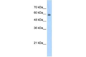 EIF4G3 antibody used at 0. (EIF4G3 Antikörper  (N-Term))