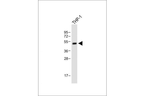 RBPJL 抗体  (N-Term)