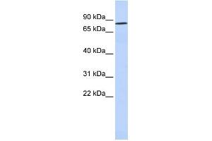 WB Suggested Anti-POU6F2 Antibody Titration: 0.
