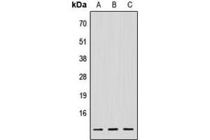Western blot analysis of NDUFV3 expression in HeLa (A), Raw264.