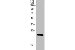 Western blot analysis of Hela Cell Lysate using antibody. (IL-31 Antikörper  (AA 21-70))