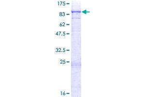 ITK Protein (AA 1-620) (GST tag)