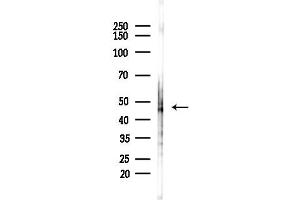 Western blot analysis of lysates from HepG2 cells(starvation,24h treatment), using Acetyl-P53 (Lys382) Antibody at 1/1000 dilution.