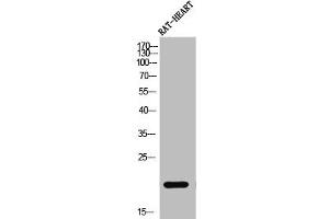 Western Blot analysis of RAT-HEART cells using PRAF2 Polyclonal Antibody (PRAF2 Antikörper  (C-Term))