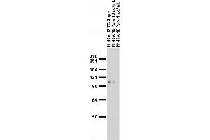 Adult rat brain membrane immunoblot.