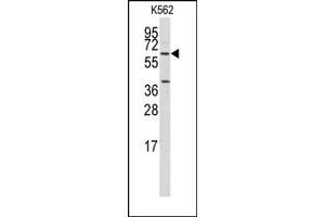 Image no. 1 for anti-Kruppel-Like Factor 4 (Gut) (KLF4) antibody (ABIN357865) (KLF4 Antikörper)