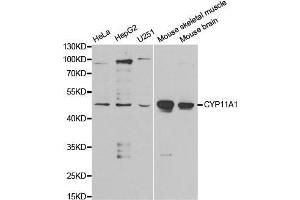 CYP11A1 Antikörper  (AA 40-320)