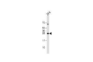 Anti-DANRE ywhag1 Antibody (Center) at 1:8000 dilution + ZF4 whole cell lysate Lysates/proteins at 20 μg per lane. (14-3-3 gamma Antikörper  (AA 137-162))