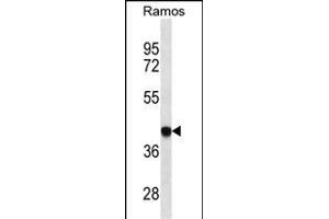 HLA-B Antibody (ABIN1539972 and ABIN2850473) western blot analysis in Ramos cell line lysates (35 μg/lane). (HLA-B Antikörper  (AA 62-90))