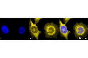 Immunocytochemistry/Immunofluorescence analysis using Rat Anti-GRP94 Monoclonal Antibody, Clone 9G10 . (GRP94 Antikörper  (PerCP))
