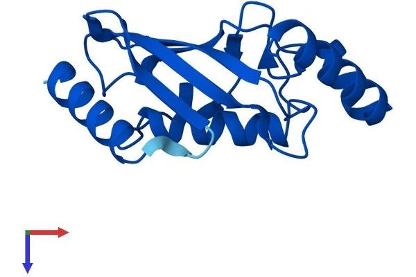 UBE2D4 Protein (AA 1-147) (His tag)